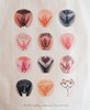 Bild von Stofftasche Vulva Diversity